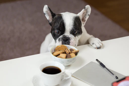 How To Create The Best Feeding Schedule Tailored To Your Dog