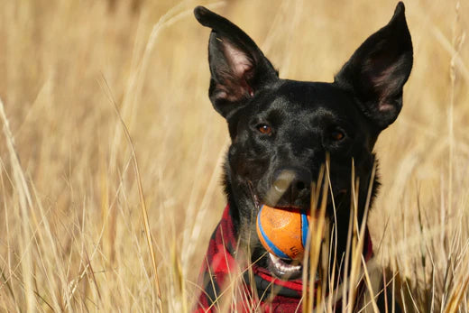 How Skylos Foods Can Make Your Dog’s Coat Shiny