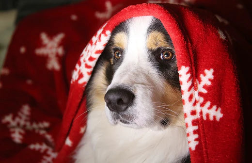 Dangerous Food And Drink For Dogs At Christmas